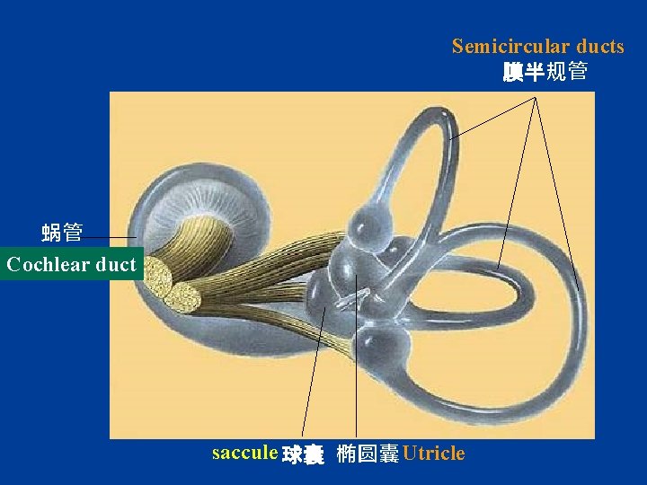 Semicircular ducts 膜半规管 蜗管 Cochlear duct saccule 球囊、椭圆囊 Utricle 