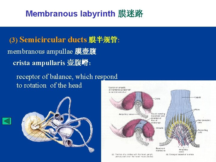 Membranous labyrinth 膜迷路 (3) Semicircular ducts 膜半规管: membranous ampullae 膜壶腹 crista ampullaris 壶腹嵴： receptor