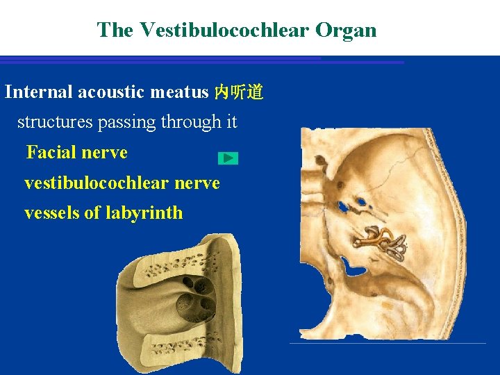 The Vestibulocochlear Organ Internal acoustic meatus 内听道 structures passing through it Facial nerve vestibulocochlear