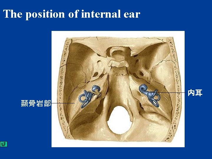 The position of internal ear 内耳 颞骨岩部 