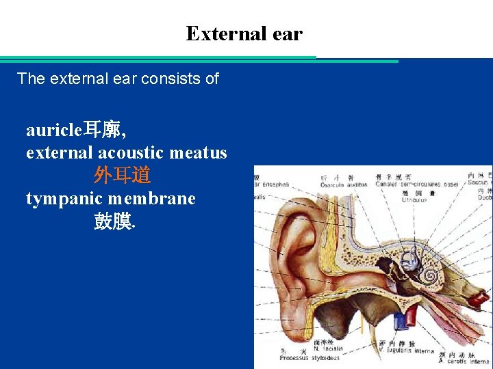 External ear The external ear consists of auricle耳廓, external acoustic meatus 外耳道 tympanic membrane