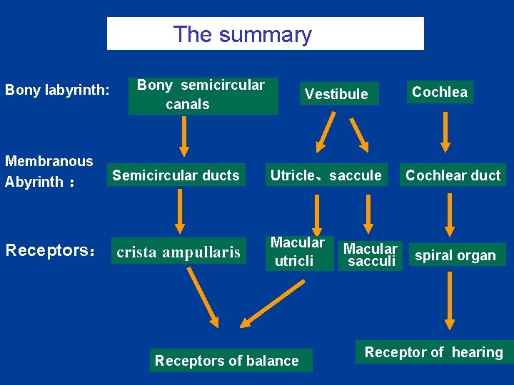 The summary Bony labyrinth: Membranous Abyrinth ： Bony semicircular canals Semicircular ducts Receptors： crista
