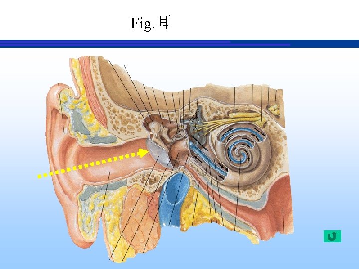 Fig. 耳 