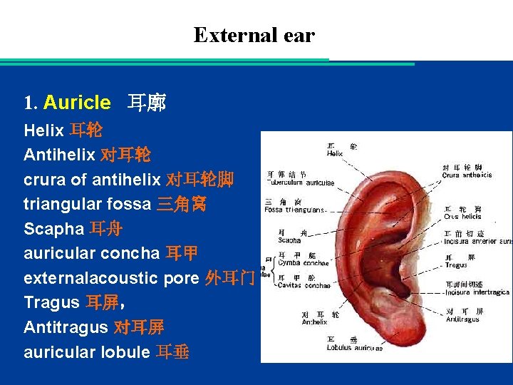 External ear 1. Auricle 耳廓 Helix 耳轮 Antihelix 对耳轮 crura of antihelix 对耳轮脚 triangular