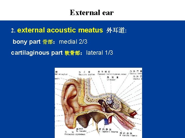 External ear 2. external acoustic meatus 外耳道: bony part 骨部：medial 2/3 cartilaginous part 软骨部：lateral