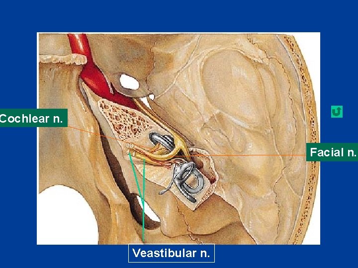 Cochlear n. Facial n. Veastibular n. 