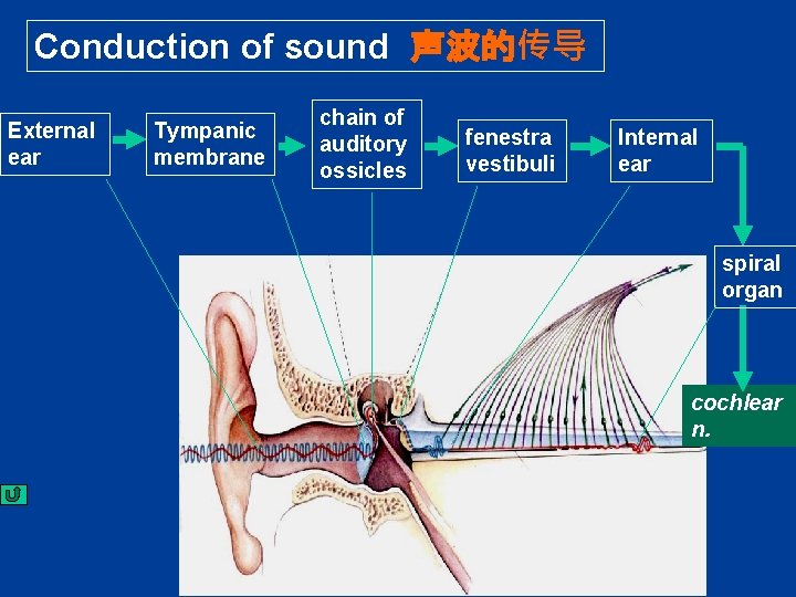 Conduction of sound 声波的传导 External ear Tympanic membrane chain of auditory ossicles fenestra vestibuli