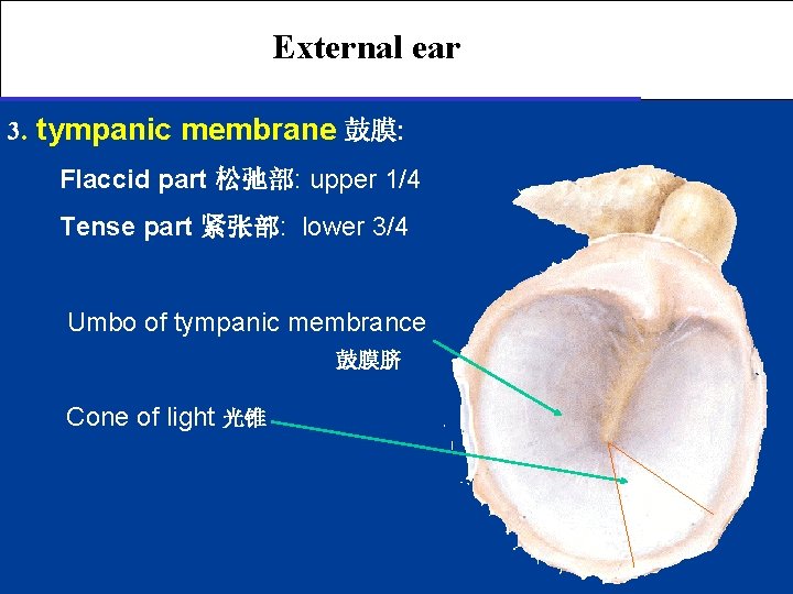 External ear 3. tympanic membrane 鼓膜: Flaccid part 松弛部: upper 1/4 Tense part 紧张部: