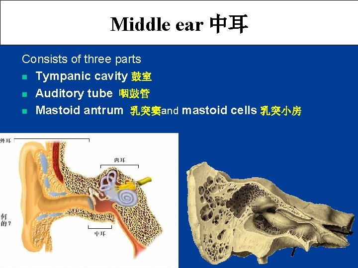 Middle ear 中耳 Consists of three parts n Tympanic cavity 鼓室 n Auditory tube