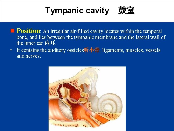 Tympanic cavity 鼓室 n Position: An irregular air-filled cavity locates within the temporal bone,