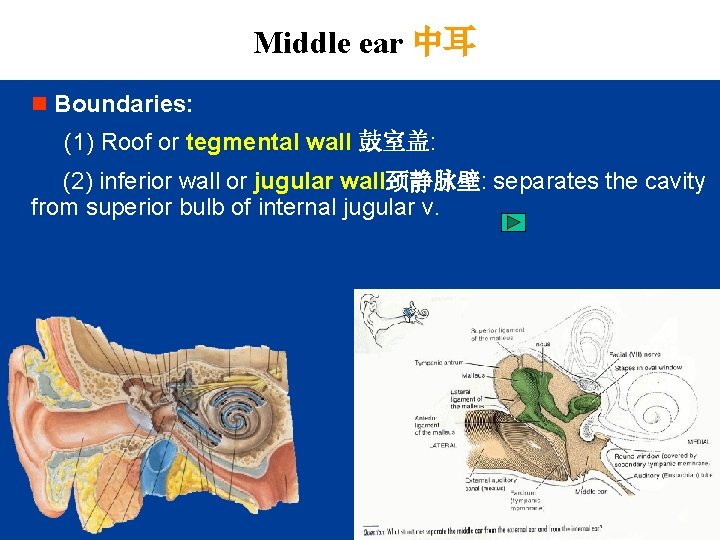 Middle ear 中耳 n Boundaries: (1) Roof or tegmental wall 鼓室盖: (2) inferior wall