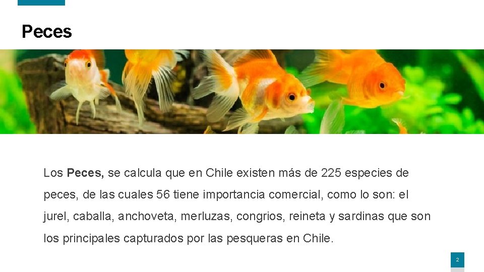 Peces Los Peces, se calcula que en Chile existen más de 225 especies de