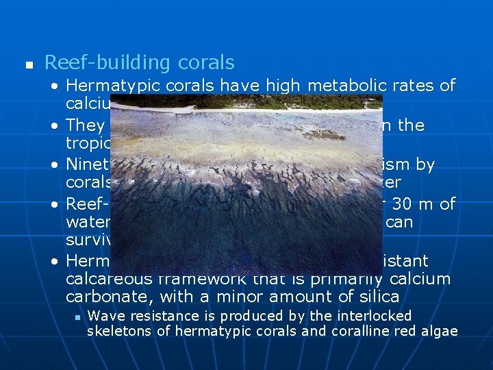 n Reef-building corals • Hermatypic corals have high metabolic rates of calcium carbonate production