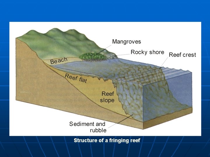 Structure of a fringing reef 