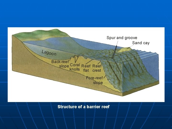 Structure of a barrier reef 