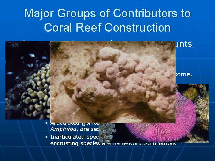 Major Groups of Contributors to Coral Reef Construction n Some organisms produce great amounts