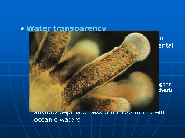  • Water transparency Coral reefs require clear water away from intense sedimentation from