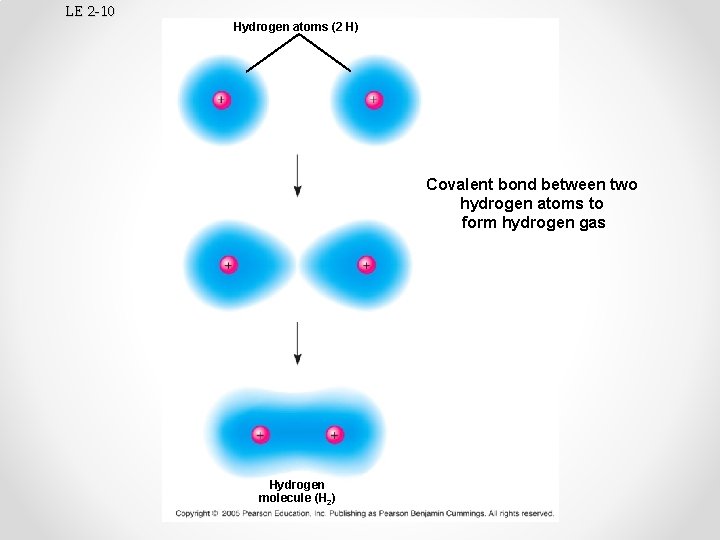 LE 2 -10 Hydrogen atoms (2 H) Covalent bond between two hydrogen atoms to