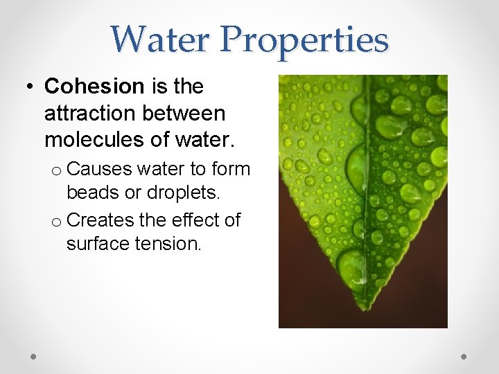 Water Properties • Cohesion is the attraction between molecules of water. o Causes water