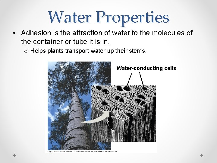 Water Properties • Adhesion is the attraction of water to the molecules of the
