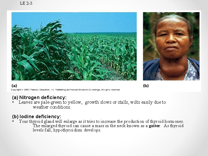 LE 2 -3 (a) Nitrogen deficiency: • Leaves are pale-green to yellow, growth slows