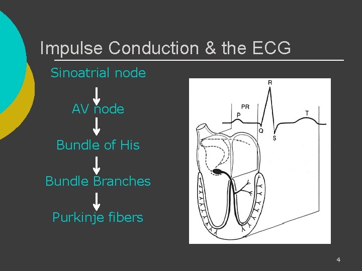 Impulse Conduction & the ECG Sinoatrial node AV node Bundle of His Bundle Branches
