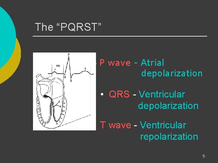 The “PQRST” ¡ P wave - Atrial depolarization • QRS - Ventricular depolarization •