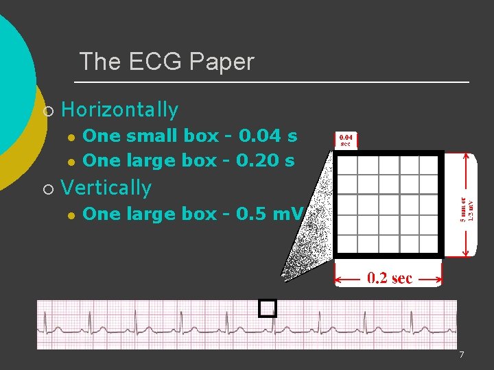 The ECG Paper ¡ Horizontally l l ¡ One small box - 0. 04