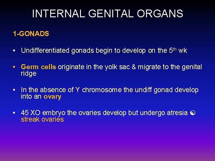 INTERNAL GENITAL ORGANS 1 -GONADS • Undifferentiated gonads begin to develop on the 5