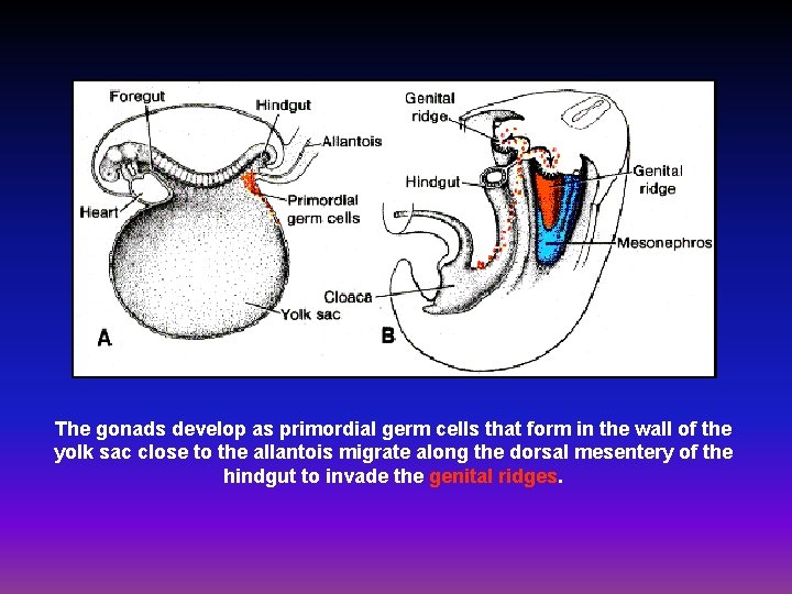 The gonads develop as primordial germ cells that form in the wall of the