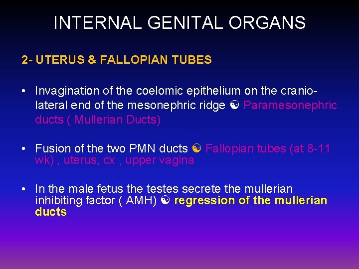 INTERNAL GENITAL ORGANS 2 - UTERUS & FALLOPIAN TUBES • Invagination of the coelomic