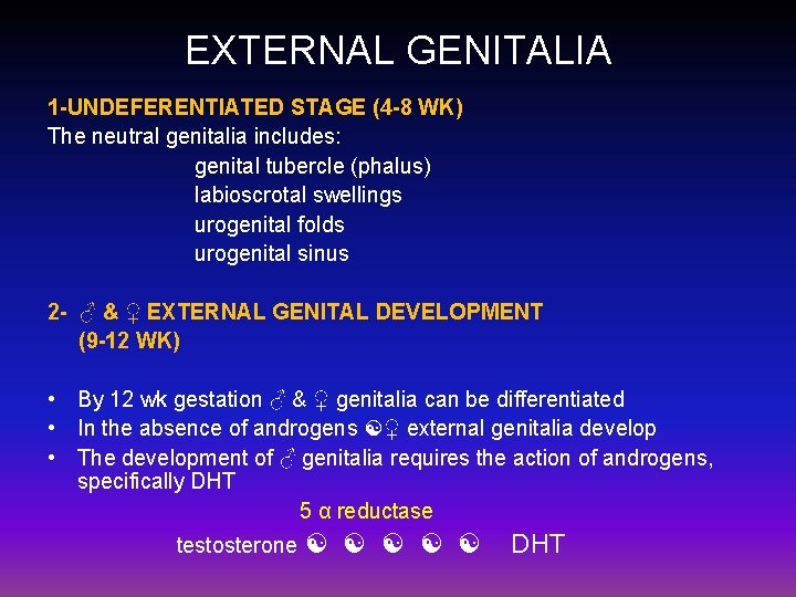 EXTERNAL GENITALIA 1 -UNDEFERENTIATED STAGE (4 -8 WK) The neutral genitalia includes: genital tubercle