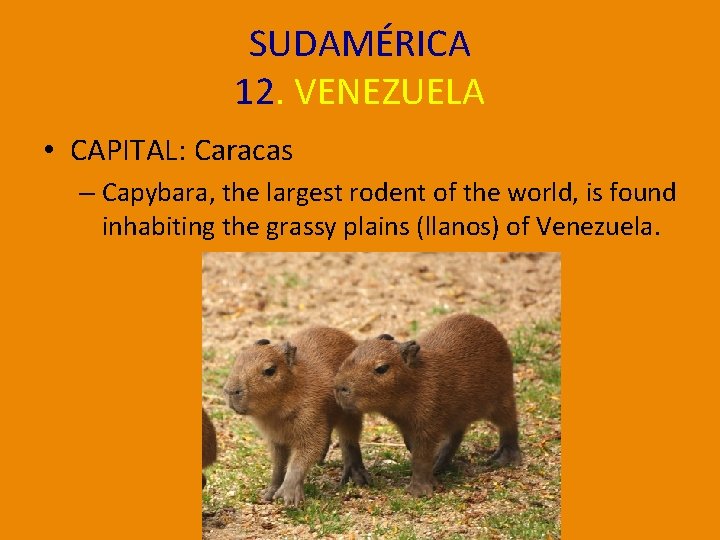 SUDAMÉRICA 12. VENEZUELA • CAPITAL: Caracas – Capybara, the largest rodent of the world,