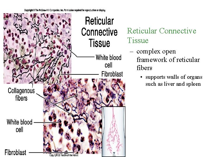  • Reticular Connective Tissue – complex open framework of reticular fibers • supports