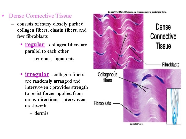  • Dense Connective Tissue – consists of many closely packed collagen fibers, elastin