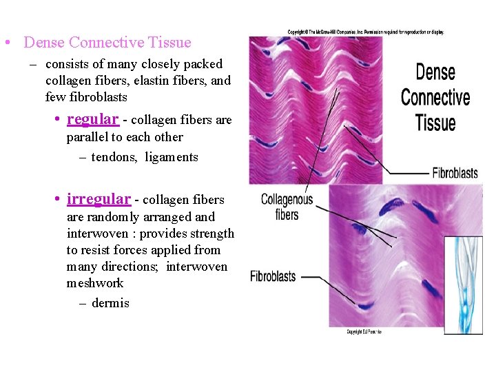 • Dense Connective Tissue – consists of many closely packed collagen fibers, elastin • Dense Connective Tissue – consists of many closely packed collagen fibers, elastin