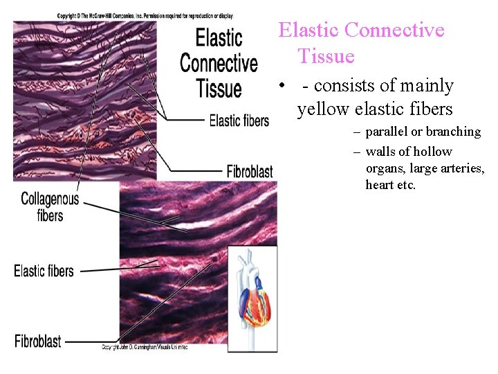Elastic Connective Tissue • - consists of mainly yellow elastic fibers – parallel or Elastic Connective Tissue • - consists of mainly yellow elastic fibers – parallel or