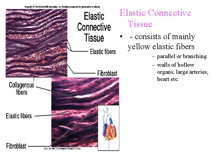 Elastic Connective Tissue • - consists of mainly yellow elastic fibers – parallel or