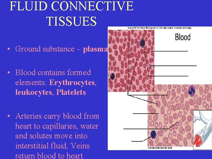 FLUID CONNECTIVE TISSUES • Ground substance – plasma • Blood contains formed elements: Erythrocytes,