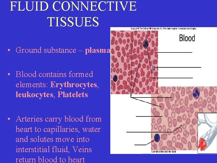 FLUID CONNECTIVE TISSUES • Ground substance – plasma • Blood contains formed elements: Erythrocytes, FLUID CONNECTIVE TISSUES • Ground substance – plasma • Blood contains formed elements: Erythrocytes,