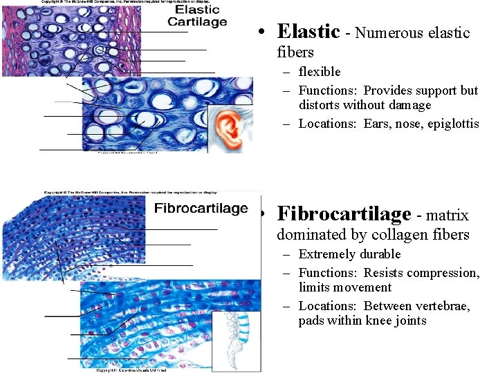  • Elastic - Numerous elastic fibers – flexible – Functions: Provides support but