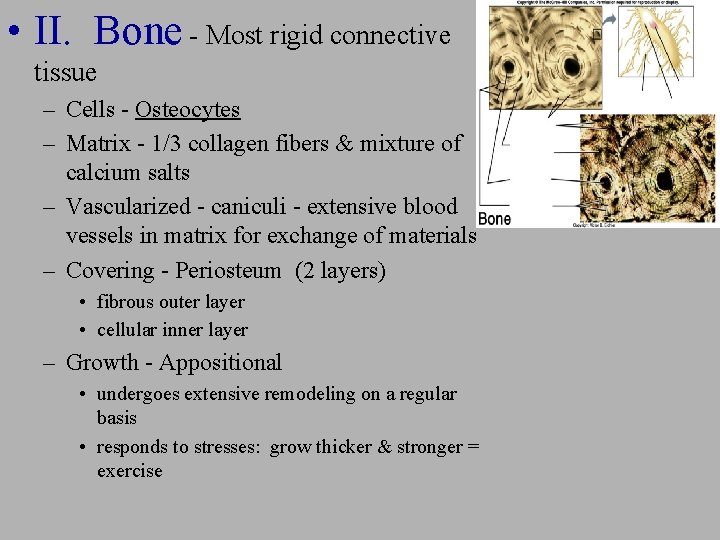 • II. Bone - Most rigid connective tissue – Cells - Osteocytes – • II. Bone - Most rigid connective tissue – Cells - Osteocytes –