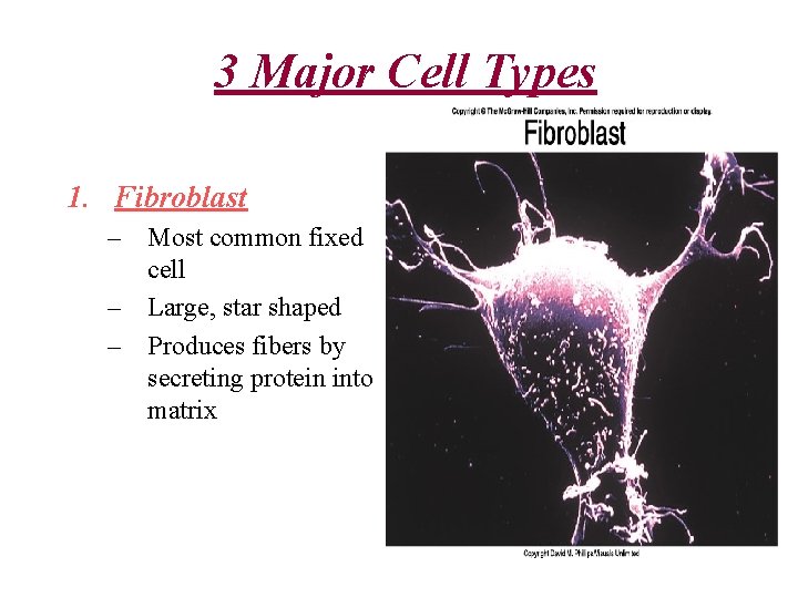 3 Major Cell Types 1. Fibroblast – Most common fixed cell – Large, star 3 Major Cell Types 1. Fibroblast – Most common fixed cell – Large, star