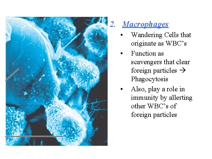 2. Macrophages • • • Wandering Cells that originate as WBC’s Function as scavengers