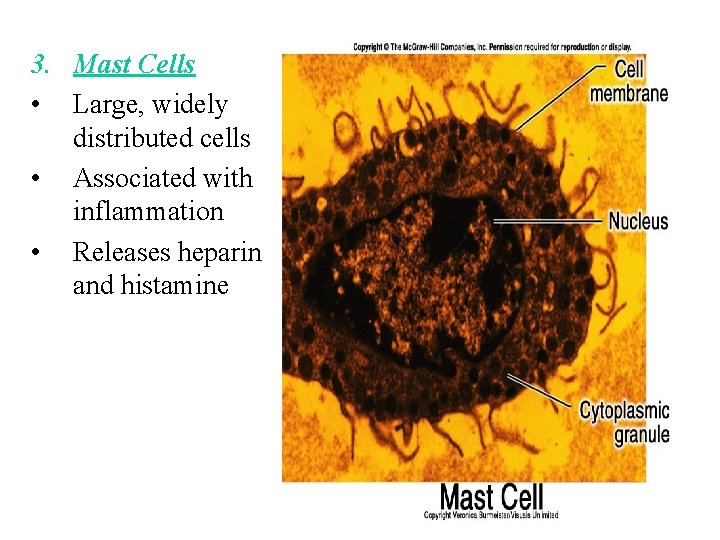 3. Mast Cells • Large, widely distributed cells • Associated with inflammation • Releases