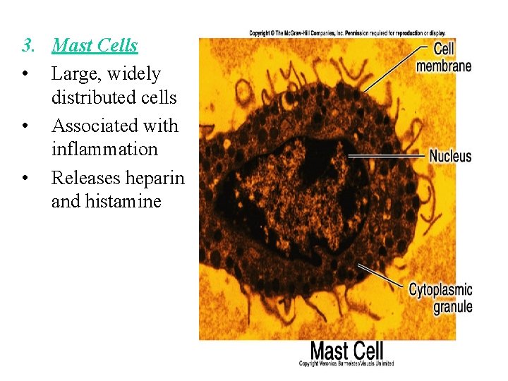 3. Mast Cells • Large, widely distributed cells • Associated with inflammation • Releases 3. Mast Cells • Large, widely distributed cells • Associated with inflammation • Releases