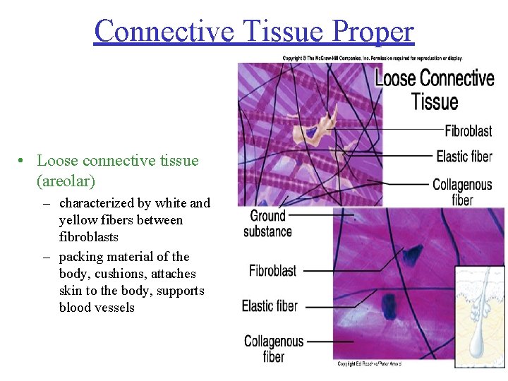 Connective Tissue Proper • Loose connective tissue (areolar) – characterized by white and yellow Connective Tissue Proper • Loose connective tissue (areolar) – characterized by white and yellow