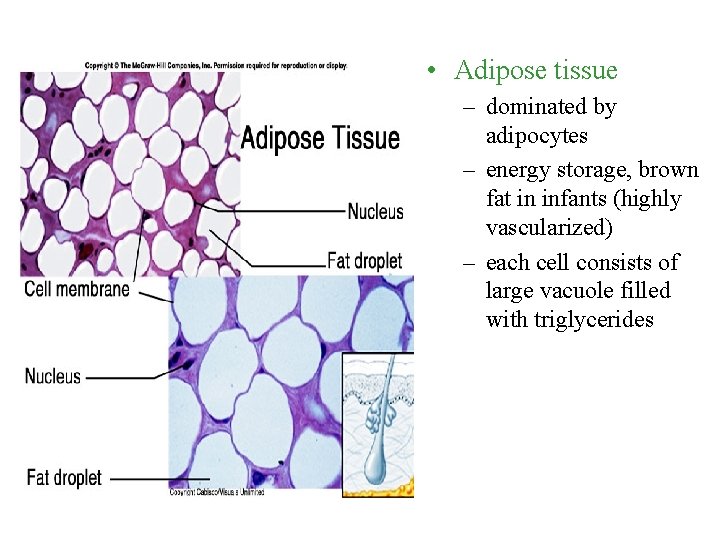  • Adipose tissue – dominated by adipocytes – energy storage, brown fat in