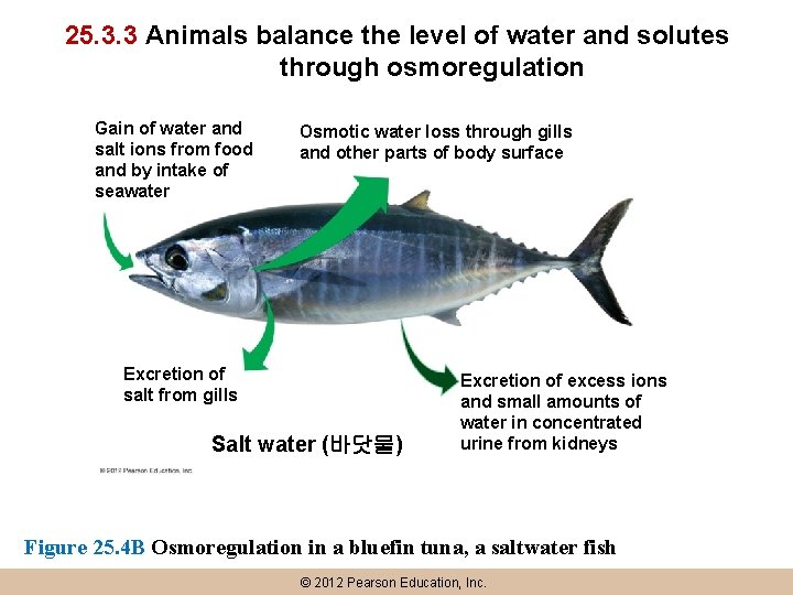 25. 3. 3 Animals balance the level of water and solutes through osmoregulation Gain