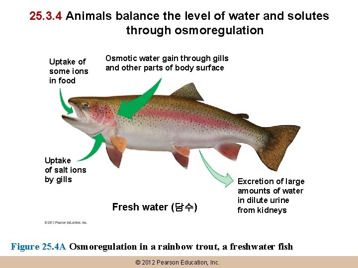 25. 3. 4 Animals balance the level of water and solutes through osmoregulation Uptake